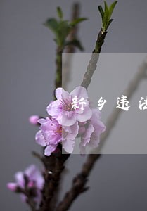 新乡违法停车