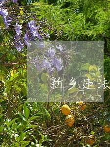 新乡违法车辆 新乡违法车辆