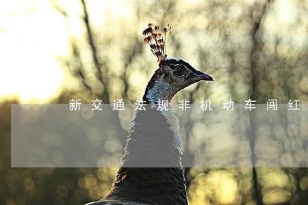新交通法规非机动车闯红灯 新交通法规非机动车闯红灯