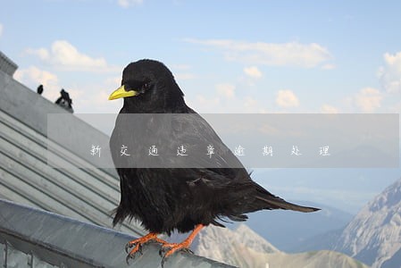 新交通违章逾期处理 新交通违章逾期处理