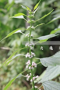 新交通违章逾期处理办法 新交通违章逾期处理办法