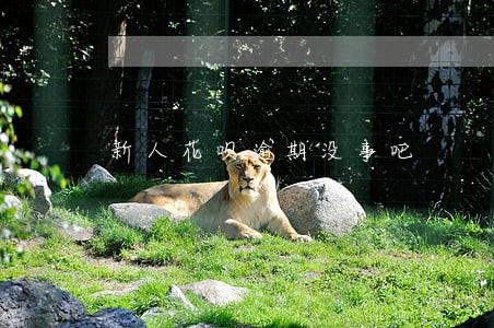新人花呗逾期没事吧 新人花呗逾期没事吧