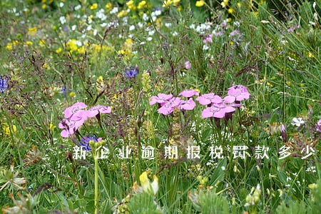 新企业逾期报税罚款多少 新企业逾期报税罚款多少