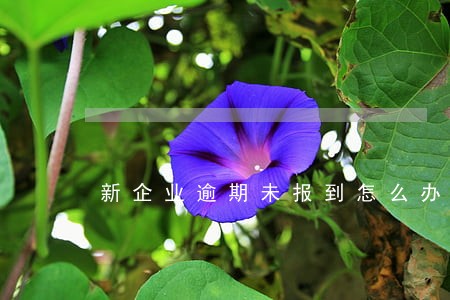 新企业逾期未报到怎么办 新企业逾期未报到怎么办