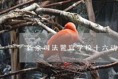 新余司法警官学校十六动警体拳 新余司法警官学校十六动警体拳