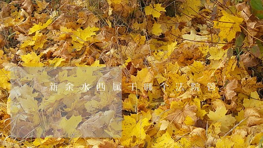 新余水西属于哪个法院管