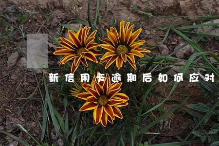 新信用卡逾期后如何应对 新信用卡逾期后如何应对