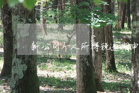新公司个人所得税逾期申报