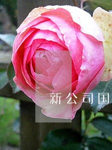 新公司国税逾期申报怎么办 新公司国税逾期申报怎么办