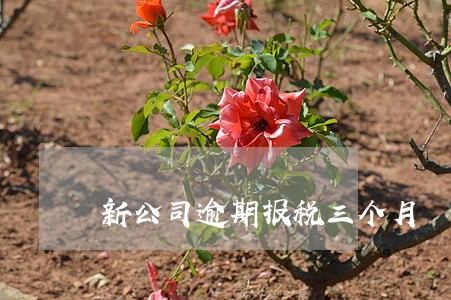 新公司逾期报税三个月 新公司逾期报税三个月