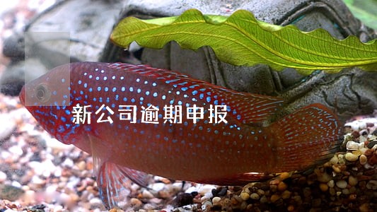 新公司逾期申报 新公司逾期申报