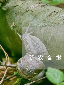 新农合缴费逾期了怎么办 新农合缴费逾期了怎么办