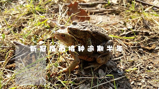 新冠疫苗接种逾期半年 新冠疫苗接种逾期半年