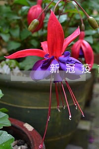 新冠疫苗逾期三次