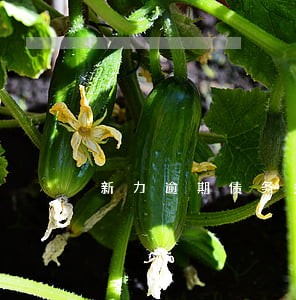 新力逾期债务多少 新力逾期债务多少