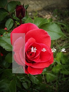 新办企业逾期报税罚款吗 新办企业逾期报税罚款吗
