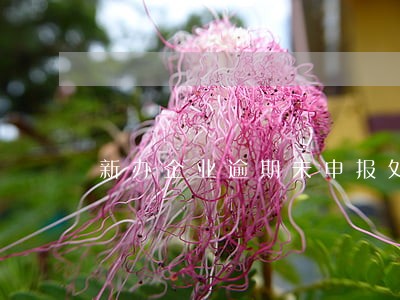 新办企业逾期未申报处罚 新办企业逾期未申报处罚