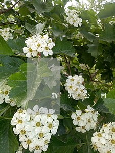 新办公司逾期报税 新办公司逾期报税