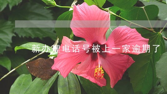 新办理电话号被上一家逾期了 新办理电话号被上一家逾期了