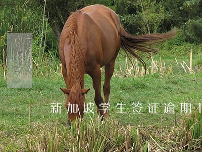 新加坡学生签证逾期13天 新加坡学生签证逾期13天