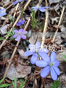 新加坡工作签逾期 新加坡工作签逾期