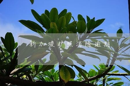 新加坡护照消除逾期 新加坡护照消除逾期