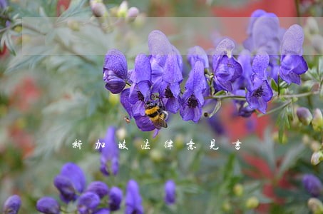 新加坡法律意见书