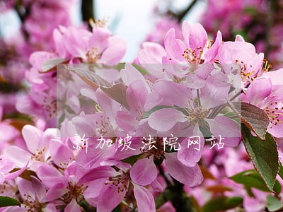 新加坡法院网站