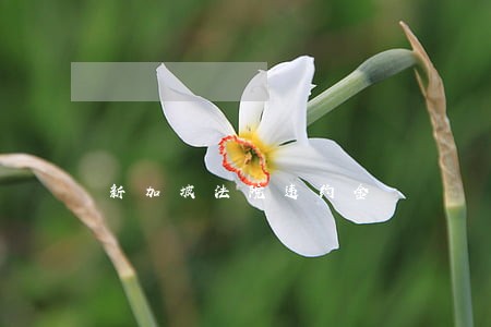 新加坡法院违约金 新加坡法院违约金