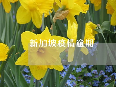 新加坡疫情逾期 新加坡疫情逾期