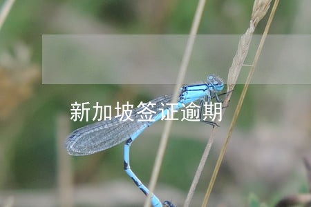 新加坡签证逾期 新加坡签证逾期