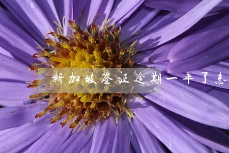 新加坡签证逾期一年了怎么办 新加坡签证逾期一年了怎么办