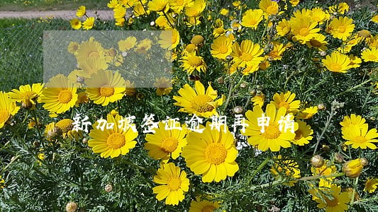 新加坡签证逾期再申请 新加坡签证逾期再申请