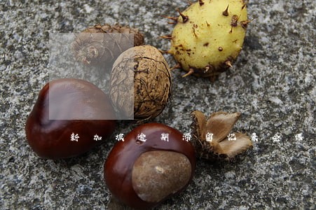 新加坡逾期滞留记录会保留多久 新加坡逾期滞留记录会保留多久