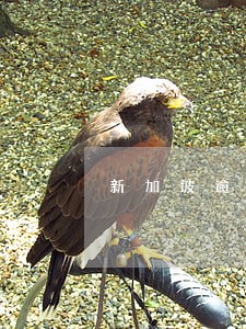 新加坡逾期超过两个月怎么处理