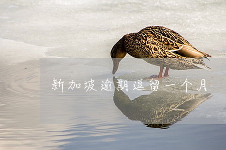 新加坡逾期逗留一个月 新加坡逾期逗留一个月