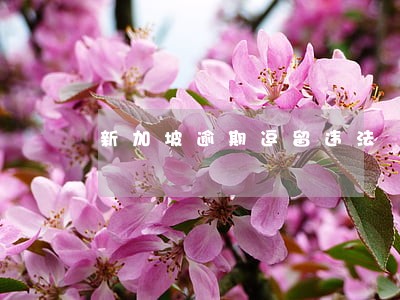 新加坡逾期逗留违法 新加坡逾期逗留违法