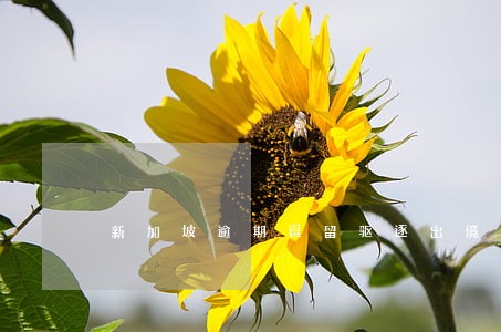 新加坡逾期逗留驱逐出境最新规定 新加坡逾期逗留驱逐出境最新规定