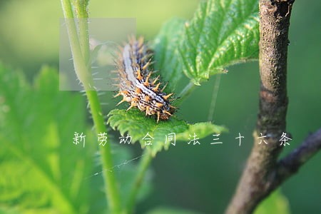 新劳动合同法三十六条 新劳动合同法三十六条