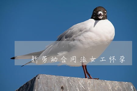 新劳动合同法女工怀孕 新劳动合同法女工怀孕