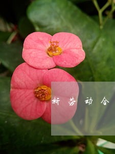 新劳动合同法的外包 新劳动合同法的外包
