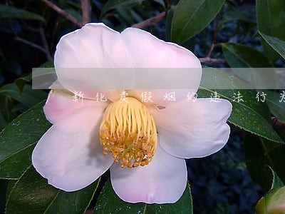 新化卖假烟的违法行为 新化卖假烟的违法行为