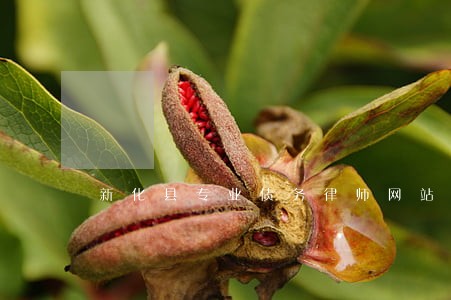 新化县专业债务律师网站 新化县专业债务律师网站