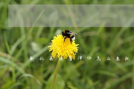 新化县债务律师怎么委托 新化县债务律师怎么委托