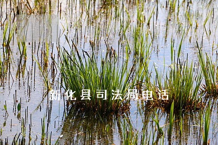 新化县司法局电话 新化县司法局电话