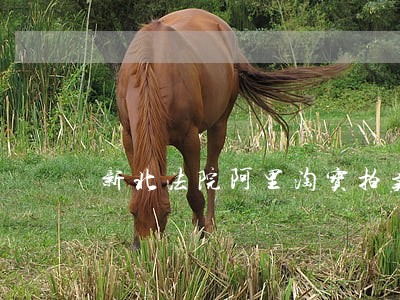 新北法院阿里淘宝拍卖 新北法院阿里淘宝拍卖