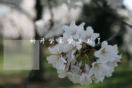 新升贷车贷逾期了 新升贷车贷逾期了