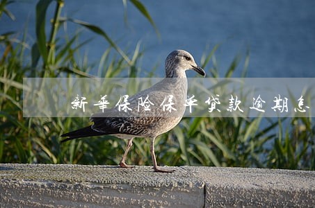新华保险保单贷款逾期怎么算 新华保险保单贷款逾期怎么算