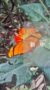 新华保险保费逾期了