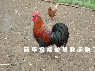 新华保险单货款逾期了